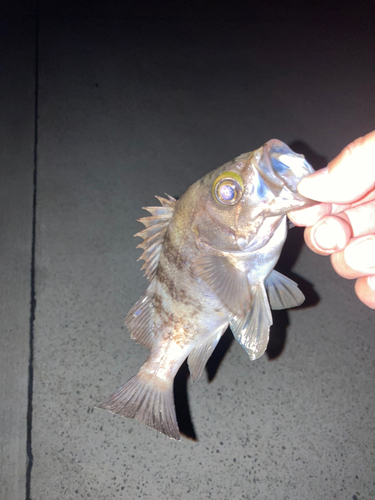 メバルの釣果