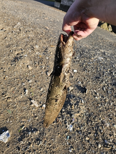 ナマズの釣果