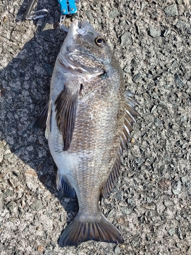 クロダイの釣果