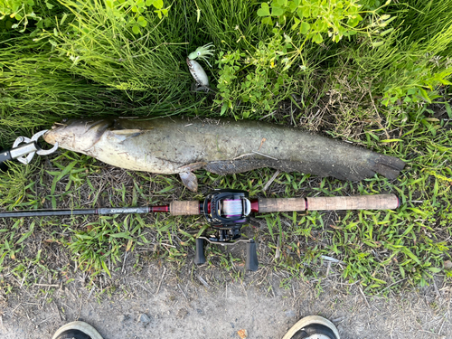 ナマズの釣果