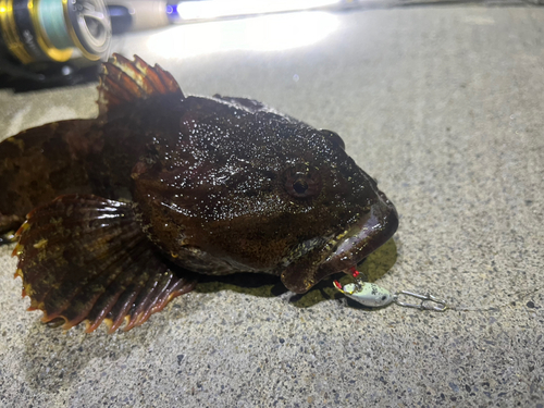 ギスカジカの釣果