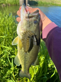 ラージマウスバスの釣果