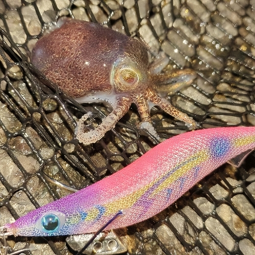 ミミイカの釣果