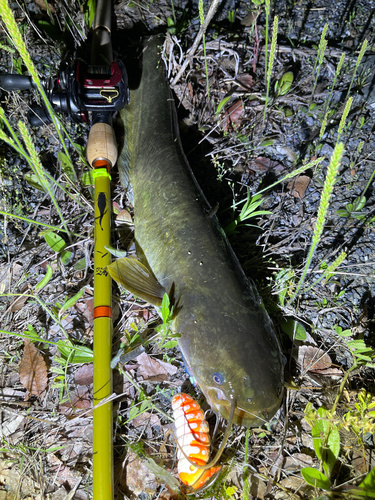 ナマズの釣果