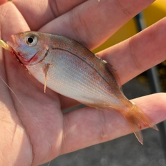 マダイの釣果