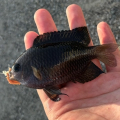 スズメダイの釣果