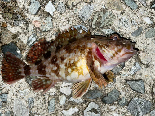 カサゴの釣果