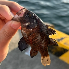 クロイシモチの釣果