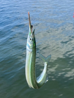 サヨリの釣果