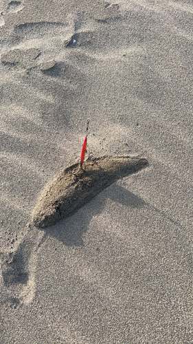 シタビラメの釣果