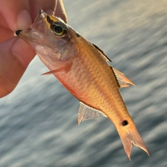 クロホシイシモチの釣果