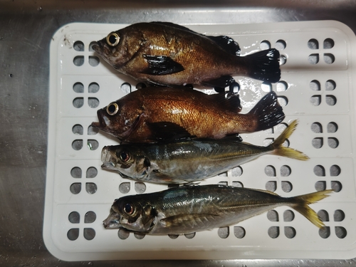 メバルの釣果