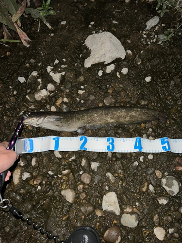 マナマズの釣果