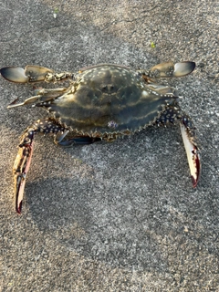 カニの釣果