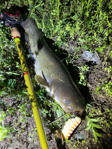 ナマズの釣果