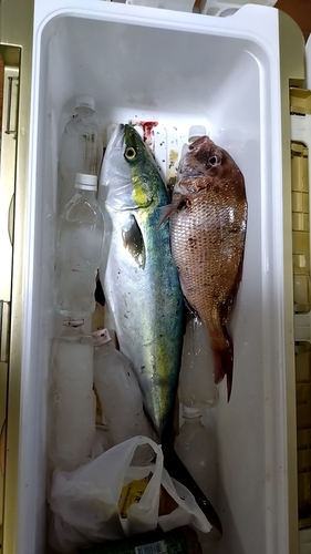 ハマチの釣果