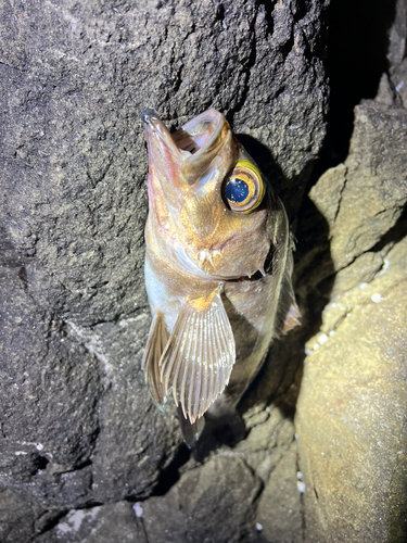 シロメバルの釣果