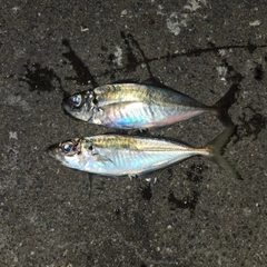 マアジの釣果