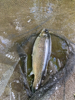 ブラウントラウトの釣果