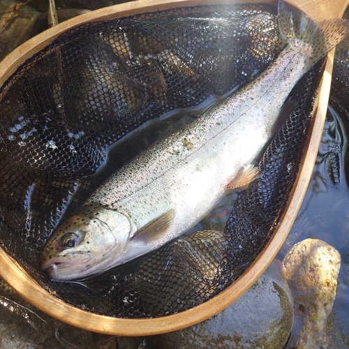 ニジマスの釣果