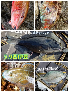 クチブトグレの釣果