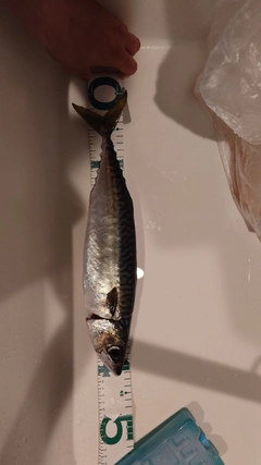 マサバの釣果