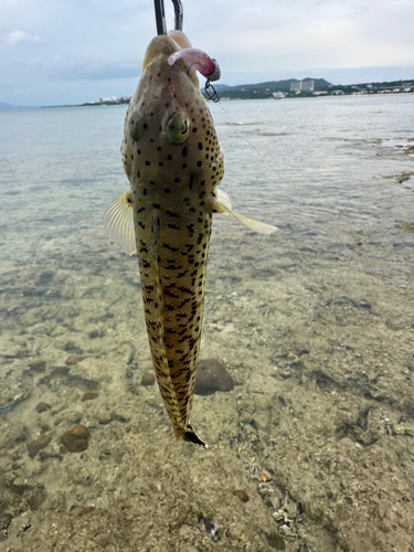 トラギスの釣果