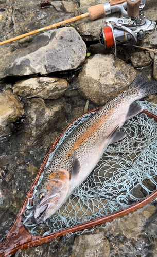 ニジマスの釣果