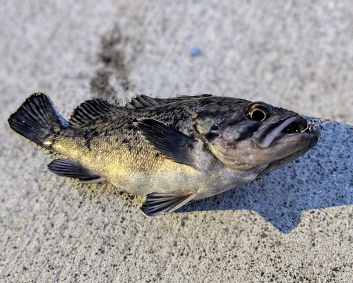 クロソイの釣果