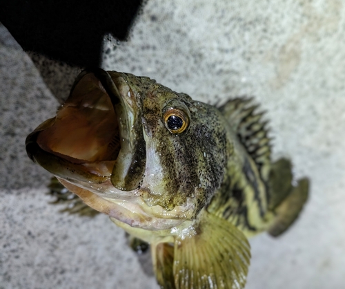 シマゾイの釣果