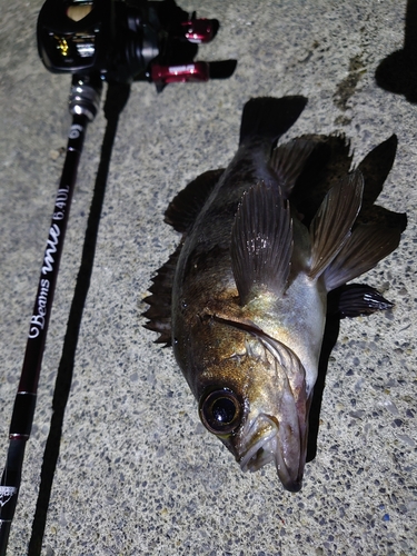 メバルの釣果