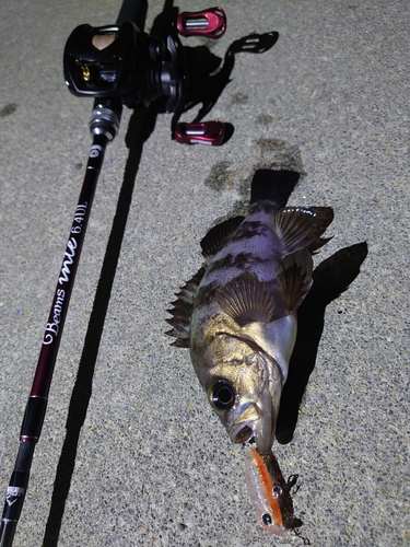 メバルの釣果