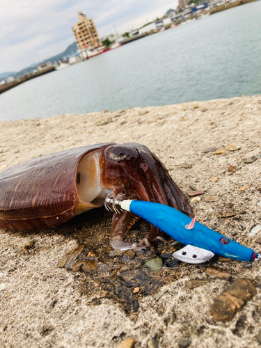 モンゴウイカの釣果