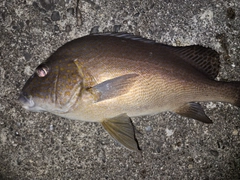 コロダイの釣果