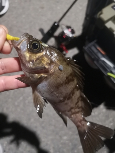 メバルの釣果