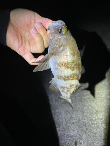 平磯海づり公園