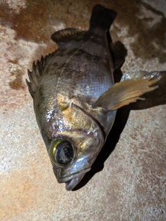 メバルの釣果