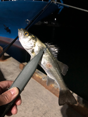 セイゴ（マルスズキ）の釣果