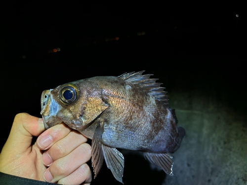 アカメバルの釣果