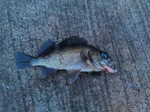 クロメバルの釣果