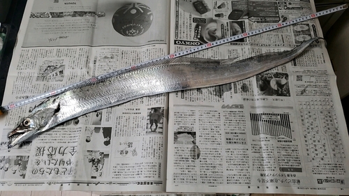 タチウオの釣果