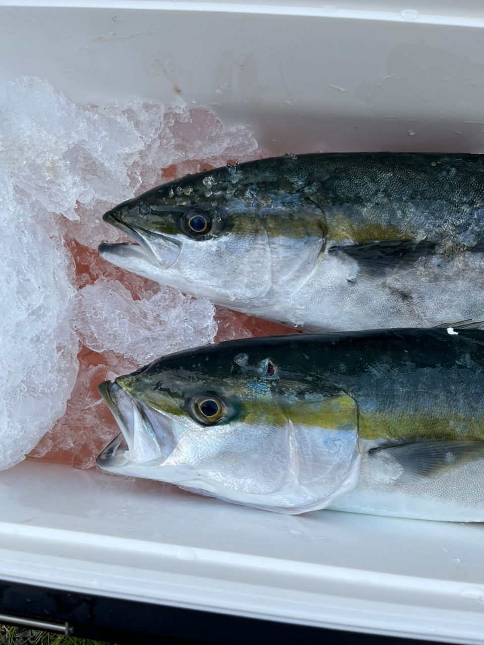 素敵な叔父様さんの釣果 3枚目の画像