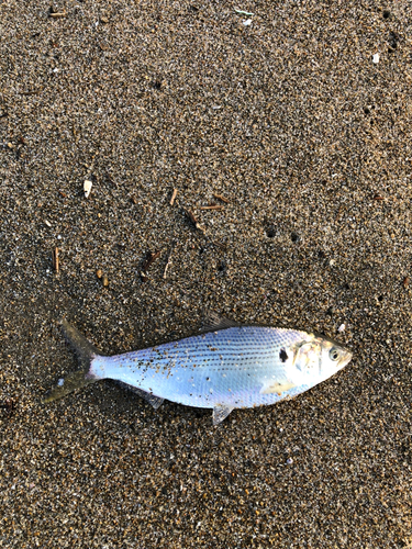 コノシロの釣果