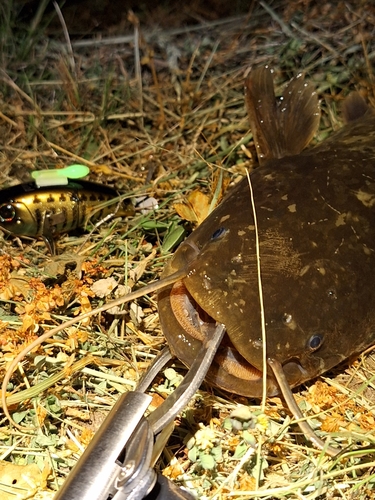 マナマズの釣果