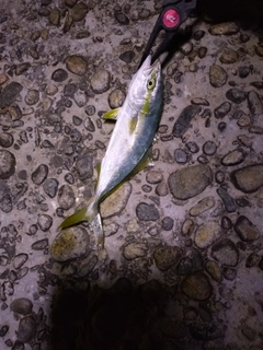 ツバイソの釣果