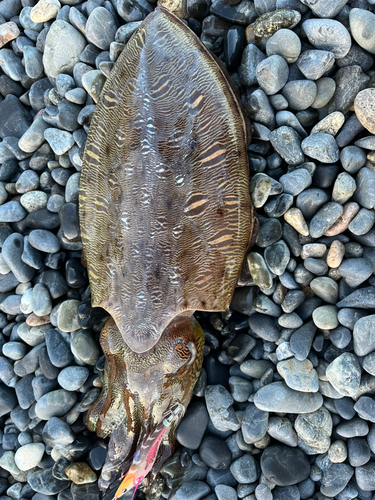 カミナリイカの釣果