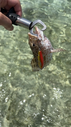 カンモンハタの釣果