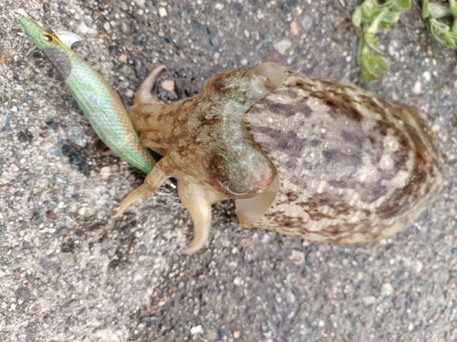 コウイカの釣果