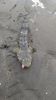 マゴチの釣果