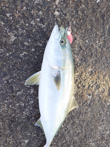 イナダの釣果